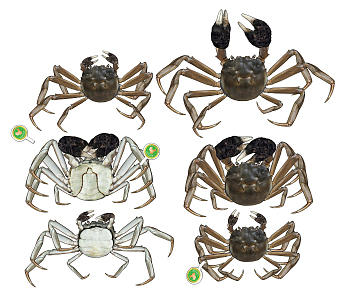 Modern Crab China Yangcheng Lake Hairy Crab 3d model