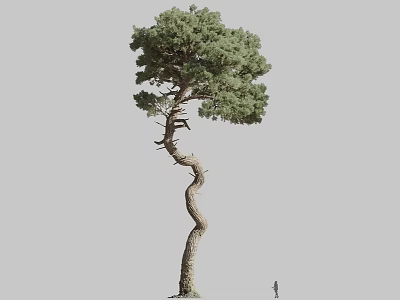 Twisted Pine Tree with Green Canopy Tall Trunk and Small Figure for Scale 3d model