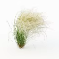 Blooming Purple Flower Clusters with Green Ornamental Grass in Garden Landscape Design