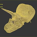 Medical Device Triceratops Skull Anatomical Model For Educational Study And Training 3d model