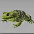 Green Frog With Red Eyes Textured Skin On Black Background With Reflection
