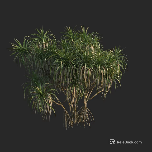 Tropical Tree with Long Green Leaves Wooden Trunk and Exposed Roots in Natural Setting 3d model 