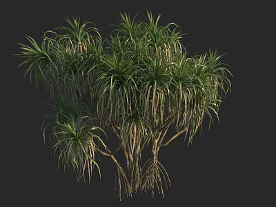 Tropical Tree with Long Green Leaves Wooden Trunk and Exposed Roots in Natural Setting 3d model