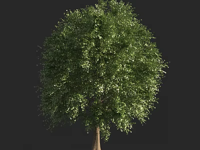 Lush Green Arbor Showcasing Dense Foliage And Strong Trunk In Natural Setting 3d model