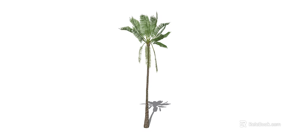 Tall Palm Tree With Long Trunk And Green Fronds Casting Shadow 3d model