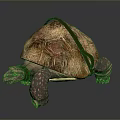 Close Up View Of Reptile Tortoise With Brown Red Patterned Shell And Claws 3d model