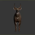 Realistic 3D Model of Standing Brown Antelope With White Spots and Curved Horns
