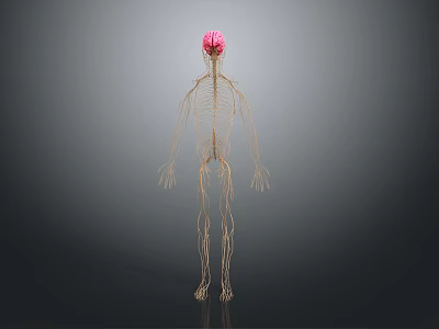 3D Anatomical Medical Device For Human Skeleton And Nervous System Visualization 3d model