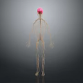 3D Anatomical Medical Device For Human Skeleton And Nervous System Visualization