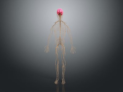 modern cerebral nerve distribution vascular anatomy 3d model