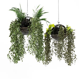 Modern Hanging Basket Green Plant Chlorophyte Potted Plant Hanging Flower Pot Plant Flower Basket 3d model