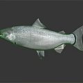 Whole Fresh Salmon Fish with Silver Body and Black Spots on Dark Background with Reflection