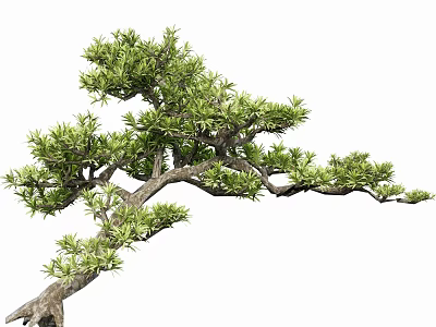 Beautiful Graceful Ornamental Tree With Curved Branches And Lush Green Leaves 3d model