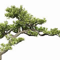 modeling tree modeling loose 3d model