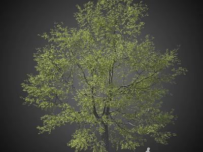 Lush Green Tree With Dense Foliage And Strong Trunk In Dark Background 3d model