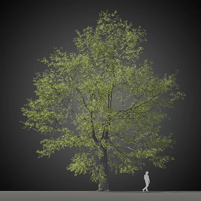 Lush Green Tree With Dense Foliage And Strong Trunk In Dark Background 3d model