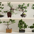 Multiple Bonsai Plants Displayed on Shelves with Curved Branches and Green Foliage