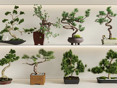 Multiple Bonsai Plants Displayed on Shelves with Curved Branches and Green Foliage 3d model