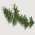 Fresh Green Plants with Long Leaves and Vibrant Yellow Flowers on White Background