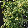 Lush Green Vines Growing On White Garden Trellis With Foliage