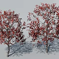 Two Red Leaf Trees With Clear Trunks Branches On White Background And Shadows 3d model