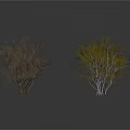 Two Simple Leafless Trees With White Background And Clear Reflections