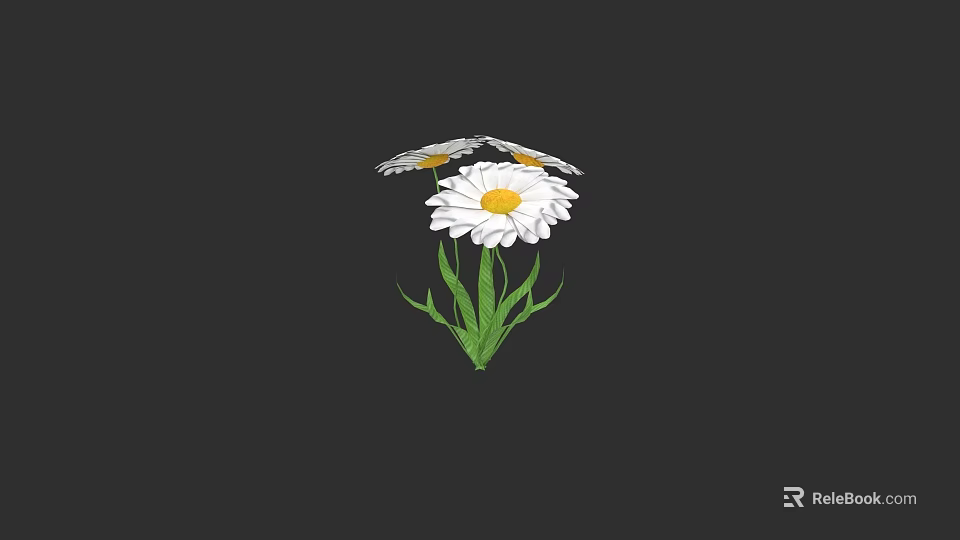 Beautiful White Daisy Flower with Yellow Center and Green Leaves on Black Background 3d model 