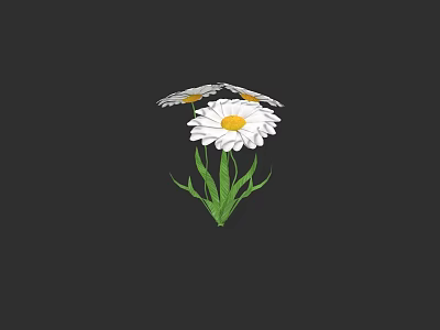 Beautiful White Daisy Flower with Yellow Center and Green Leaves on Black Background 3d model