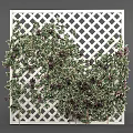 Decorative Vines Covering White Lattice Panels With Green Leaves And Berries