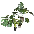 Indoor Garden Decor With Monstera Plants And Various Leafy Green Potted Accents