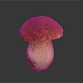 Fresh Red Cap Mushroom with Light Colored Stem on Dark Background 3d model