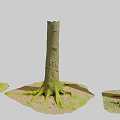 Natural Scene With Tree Stumps Exposed Roots And Green Moss On Earth Ground
