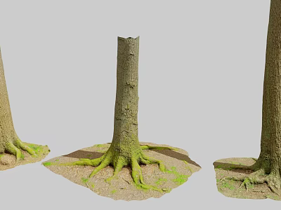 Natural Scene With Tree Stumps Exposed Roots And Green Moss On Earth Ground 3d model