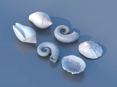 Various Natural Seashells As Decorative Household Items For Home Decor 3d model