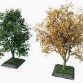 Two Deciduous Trees with Green and Yellow Foliage Planted in Square Bases with Grass