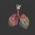 Human Lung Anatomical Model Featuring Trachea Bronchial Tree And Vascular Texture 3d model