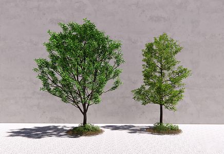 Modern Tree Landscape Tree Garden Tree Ornamental Tree 3d model