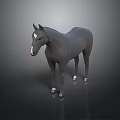 Realistic Gray Horse with White Hooves and White Forehead Mark on Black Background