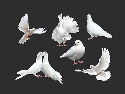 White Doves Flying And Standing In Various Poses On Black Background 3d model