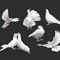 White Doves Flying And Standing In Various Poses On Black Background