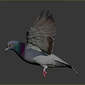 Flying Pigeon With Spread Wings Blue Purple Green Iridescent Feathers Red Feet Dark Background