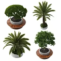 Various Trees Including Palm and Leafy Varieties in Concrete Planters with Wooden Bases