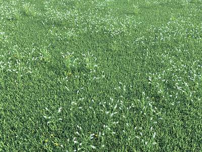 Lush Green Grass Field Teeming With Small White Blossoming Flowers 3d model
