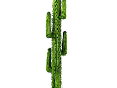 Green Tall Spiny Cactus Bonsai Potted Plant For Indoor Home Decoration 3d model