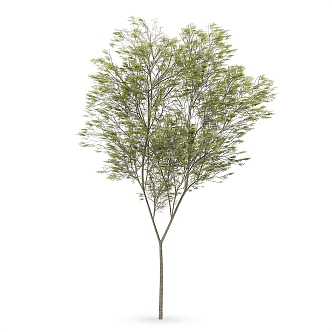 Plant Tree Outdoor Landscape Tree Garden Landscape Tree 3d model