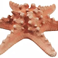Two Orange And Beige Starfish Marine Animals With Spiny Bodies On White Background