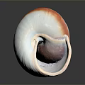 White and Orange Edged Aquatic Animal Seashell on Dark Reflective Background