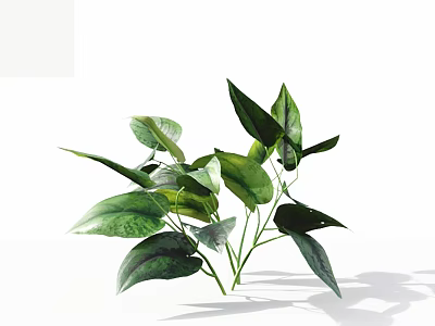 Fresh Green Plant With Lush Shiny Leaves For Indoor Home Decor 3d model