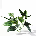 Fresh Green Plant With Lush Shiny Leaves For Indoor Home Decor