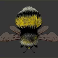 Fluffy Yellow And Black Bumblebee With Transparent Red Veined Wings On Dark Background
